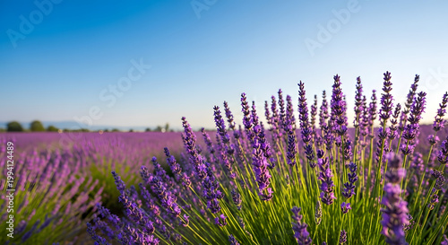 A blooming lavender field under a blue sky at sunset, with selective focus on the purple flowers, set against a beautiful natural backdrop bathed in soft sunlight. AI generated.