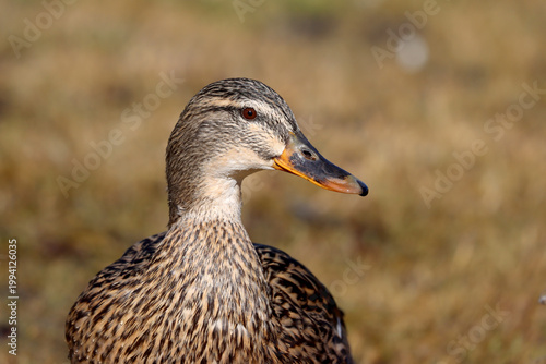 Mallard