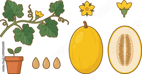 Melon Plant Growth and Fruit Icon Set with Vine, Leaves, Seeds, Flower, Whole and Cut Honeydew for Organic Farming and Gardening Design