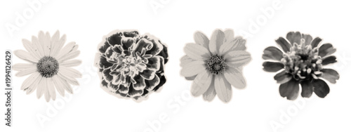 Collection of four flowers in halftone style. Monochrome elements with grain texture, dot pattern, vintage screen printing effect. Isolated floral sticker for collage, scrapbook, paper cutouts. Vector