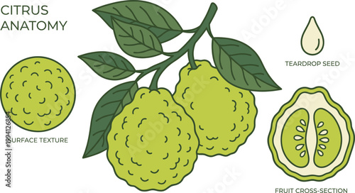 Citrus Bergamot Vector Illustration with Fruit Branch Leaves Surface Texture Seed and Cross Section for Botanical Organic Food Design