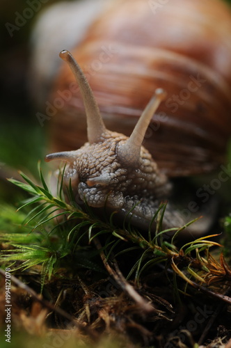 live snail crawling on green moss macro photo