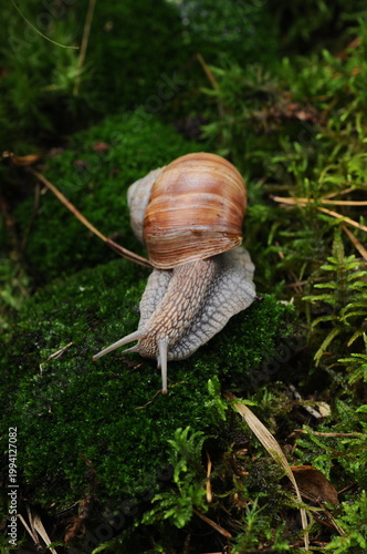 A grape snail crawls through green moss