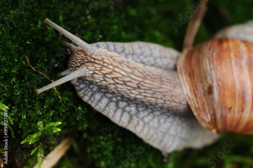 live snail crawling on green moss macro