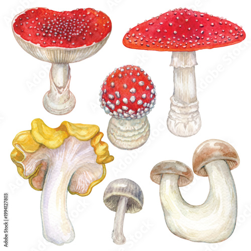 Mushroom illustration with watercolor isolated on transparent background