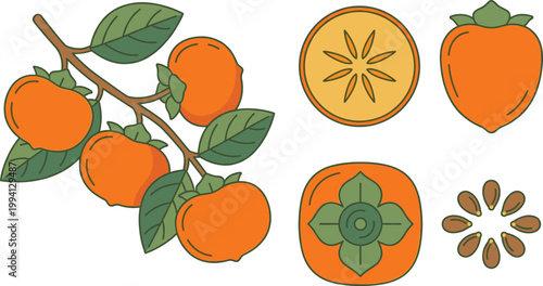 Persimmon Fruit Vector Illustration Set with Branch Leaves Whole Fruit Cross Section Seeds and Botanical Elements for Fresh Organic Food Design