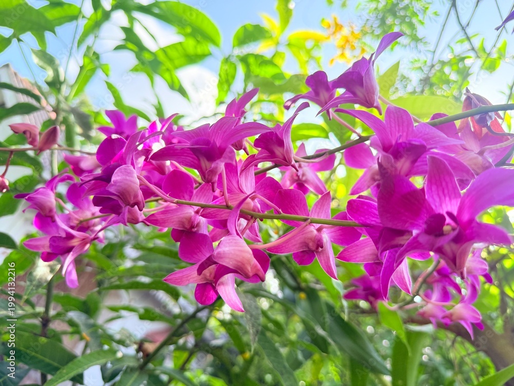 Fototapeta premium purple orchid flower bunch 