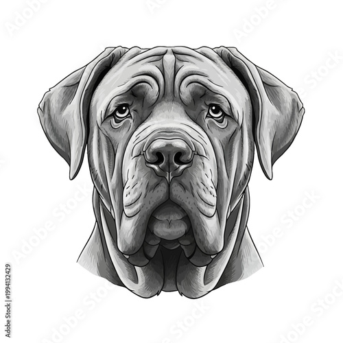 Detailed grayscale vector illustration of a Neapolitan Mastiff dog head portrait, showing characteristic heavy facial wrinkles and pendulous jowls, isolated on white background.