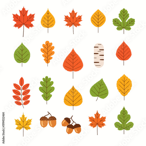 Flat vector icon set of various autumn leaves and acorns featuring maple, oak, birch, and rowan in warm orange, red, yellow, and green colors isolated on a white background.