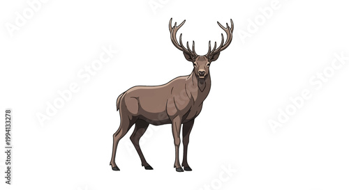 Full body vector illustration of a red deer stag with large branched antlers isolated on white background, brown coat and front-facing head with side body profile view.