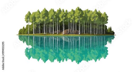 Vector illustration of a dense birch tree grove with green summer foliage and white trunks reflecting symmetrically in calm water, isolated landscape on a white background.