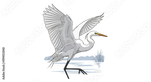 Great White Egret Ardea alba vector illustration featuring a white heron with wings spread wide landing on water surface in a wetland habitat with reeds and ripples.