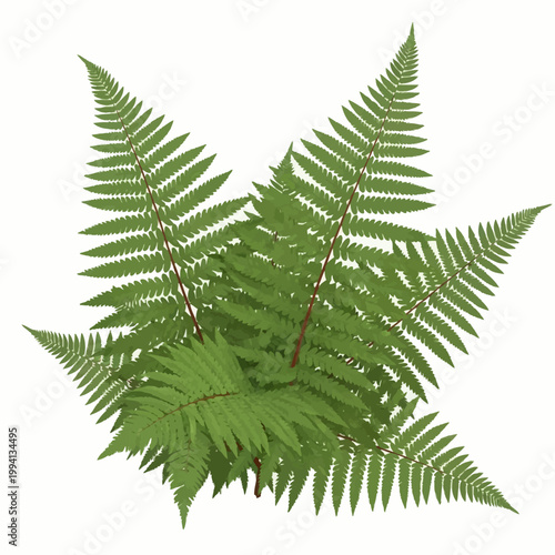 Green fern fronds with bipinnate foliage and reddish stems isolated on white. Botanical illustration of a forest plant showing symmetrical leaf patterns and pinnate structure.