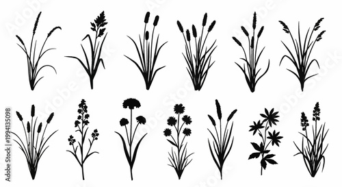 Collection of black silhouettes of wild grasses, meadow plants, and field flowers isolated on a white background, featuring various stalks, spikes, leaves, and floral stems for design.