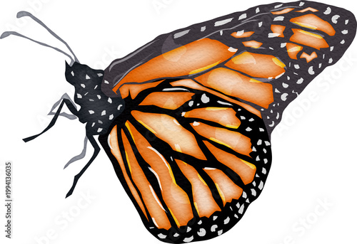 Watercolor of a Vibrant Monarch Butterfly Illustration, This image is perfect for adding a touch of nature and elegance to your designs.