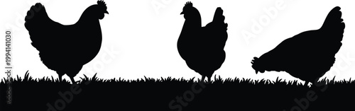 Chicken silhouettes on grass, farm poultry animals outdoor scene vector illustration set