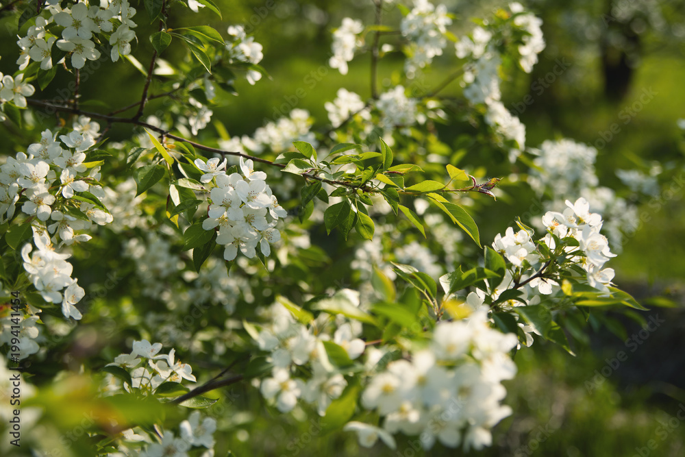 Fototapeta premium Blossoming white flowers in springtime beauty
