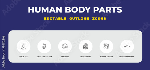 outline human body parts icons set - tiptoe feet, digestive system, basophil. editable vector for web and mobile ui