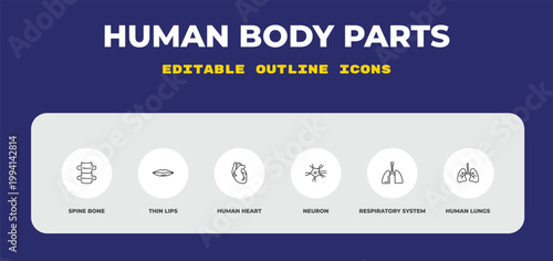 outline human body parts icons set - spine bone, thin lips, human heart. editable vector for web and mobile ui