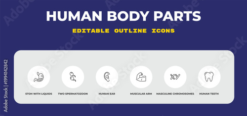 outline human body parts icons set - stoh with liquids, two spermatozoon, human ear. editable vector for web and mobile ui