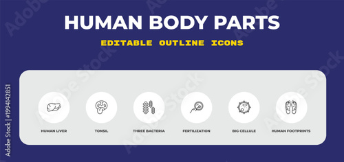outline human body parts icons set - human liver, tonsil, three bacteria. editable vector for web and mobile ui