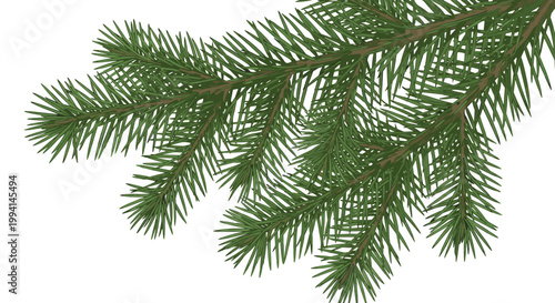 Detailed illustration of green pine tree branches with sharp needles against a white background representing nature, winter, or christmas.