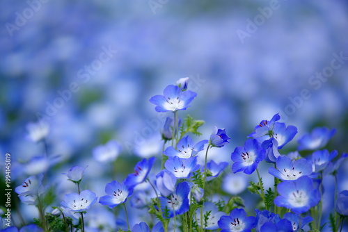 ネモフィラの花