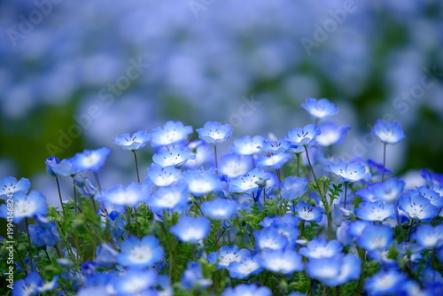 ネモフィラの花