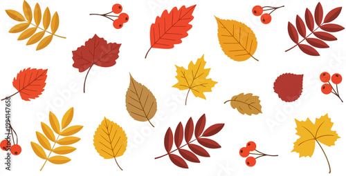 Autumn leaves vector collection, colorful fall foliage set with red berries, decorative seasonal botanical elements for thanksgiving greeting cards