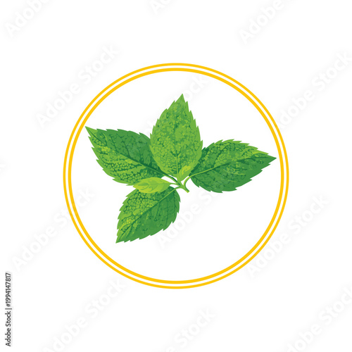 Fresh mint leaves isolated vector, green peppermint herb plant, organic herbal ingredient for tea and cooking, natural botanical illustration.