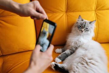 Closeup shot of happy pet owner sitting on bright orange sofa photographing fluffy cat with smartphone. Domestic lifestyle scene showing human animal bond and social media content creation at home.