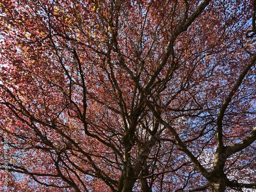 Canopy and branches of a copper beech tree in spring