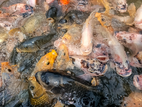 A dynamic feeding frenzy of colorful koi and carp crowding the water's surface, creating splashes and ripples as they compete for food in a lively, bustling pond environment.