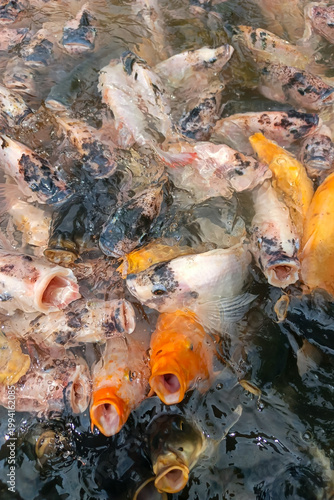 A dynamic feeding frenzy of colorful koi and carp crowding the water's surface, creating splashes and ripples as they compete for food in a lively, bustling pond environment.