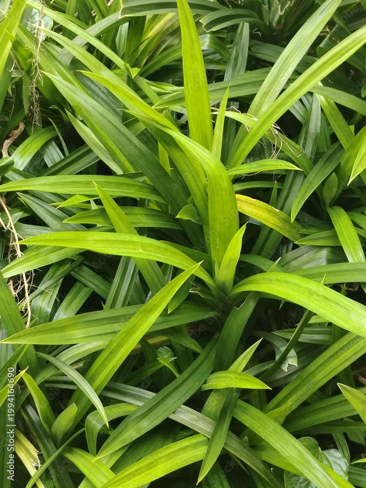 Fototapeta premium green grass with dew drops