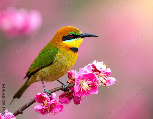 Colorful bird perched on pink blossoms
