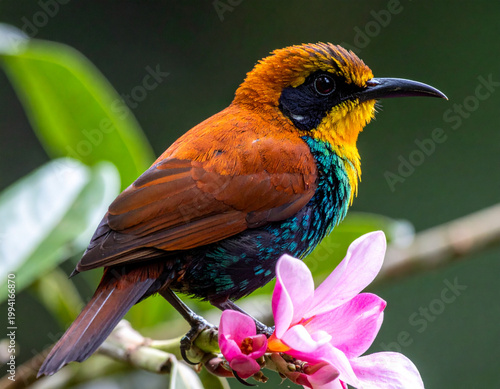 Colorful bird perched on pink flower