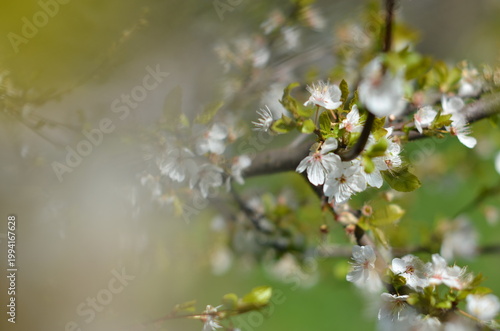 Blooming cherry tree with delicate pink blossoms in springtime. Beautiful floral scene with soft light and natural background, perfect for nature, seasonal, and romantic concepts.