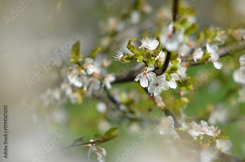 Blooming cherry tree with delicate pink blossoms in springtime. Beautiful floral scene with soft light and natural background, perfect for nature, seasonal, and romantic concepts.