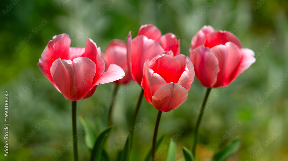 Obraz premium Tulips blooming in spring. Tulip petals. Blooming tulips outdoors. Tulips with spring background. Tulips in a spring garden. Seasonal spring tulip flowers.