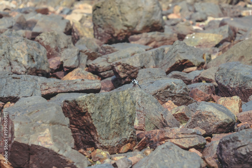 Photography Small Bird Perched Among Coastal Rocks