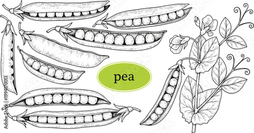 Vintage pea engraving vector set. Hand drawn pea pods and plant illustration with label. Retro botanical sketch for agriculture, organic food, and packaging design.