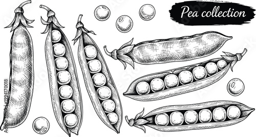 Vintage pea collection engraving vector. Hand drawn pea pods and seeds illustration. Retro botanical food sketch for agriculture, organic packaging, and healthy diet design.