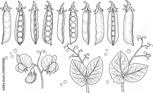 Vintage pea varieties engraving vector set. Hand drawn pea pods, leaves and plant growth stages illustration. Retro botanical agricultural sketch for organic food and farming design.