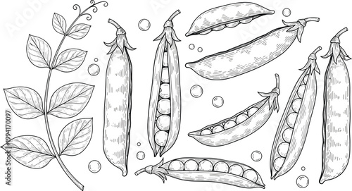 Vintage pea botanical engraving vector set. Hand drawn pea plant, pods and seeds illustration. Retro agricultural food sketch for organic farming and packaging design.