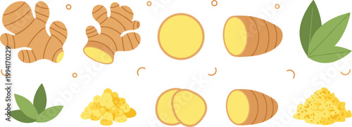 Set of Fresh Ginger Root Illustrations with Slices Powder and Green Leaves for Healthy Food Cooking Herb and Organic Spice Graphic Design Projects