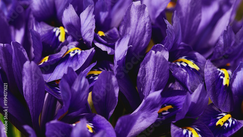 Canvas Print Vibrant purple irises for spring celebrations and floral designs