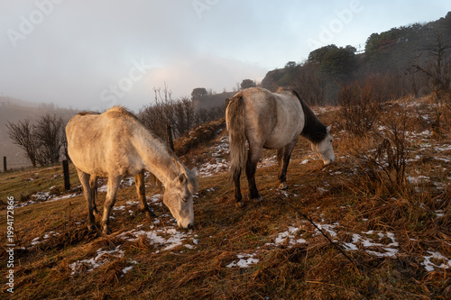 Ethereal Morning: White Horses Grazing in Early Snowfall at Tonglu, Sandakphu