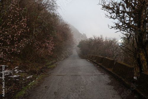 Springtime Journey: Winding Mountain Road and Wild Blossoms at Tonglu, Darjeeling