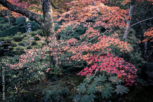 Nov 23 2025 Autumn Maple Garden at Sanzen in Temple Kyoto
